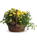 Yellow Trio Basket from Boulevard Florist Wholesale Market